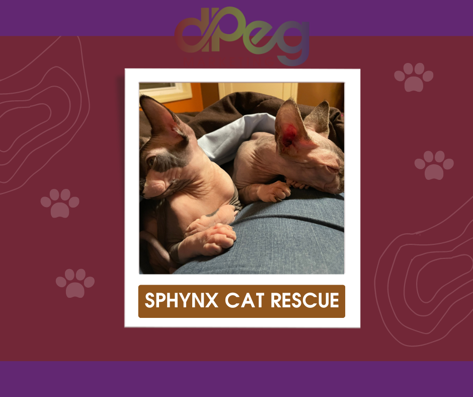 Sphynx Cat Rescue