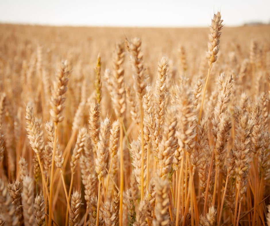 Agriculture Farm Websites