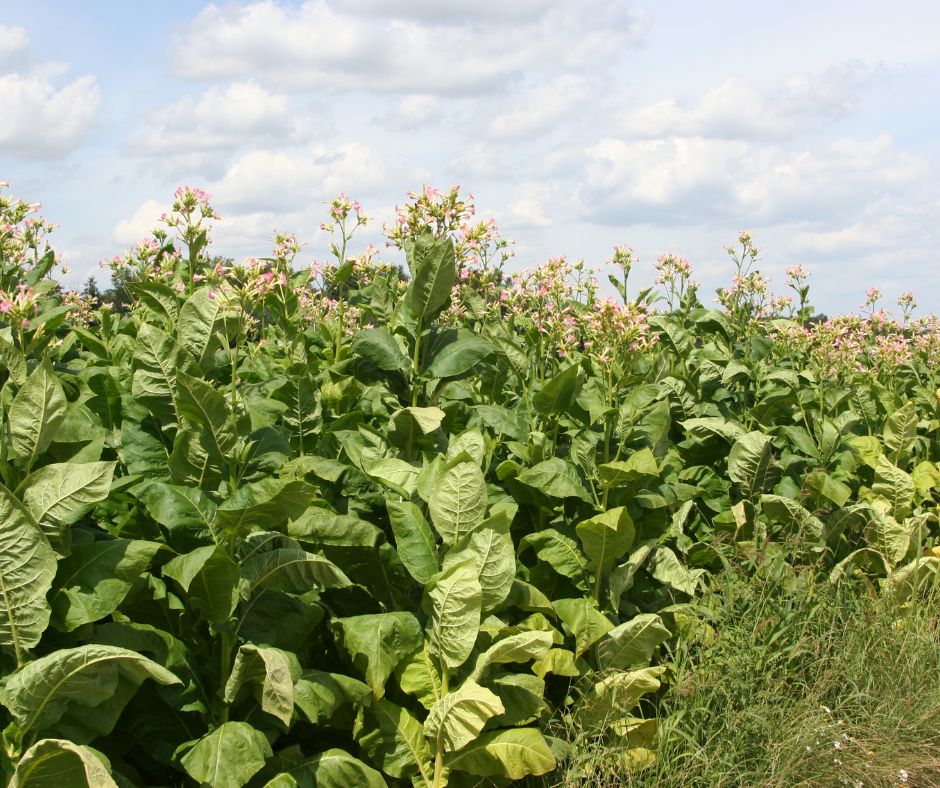 Agriculture Farm Websites