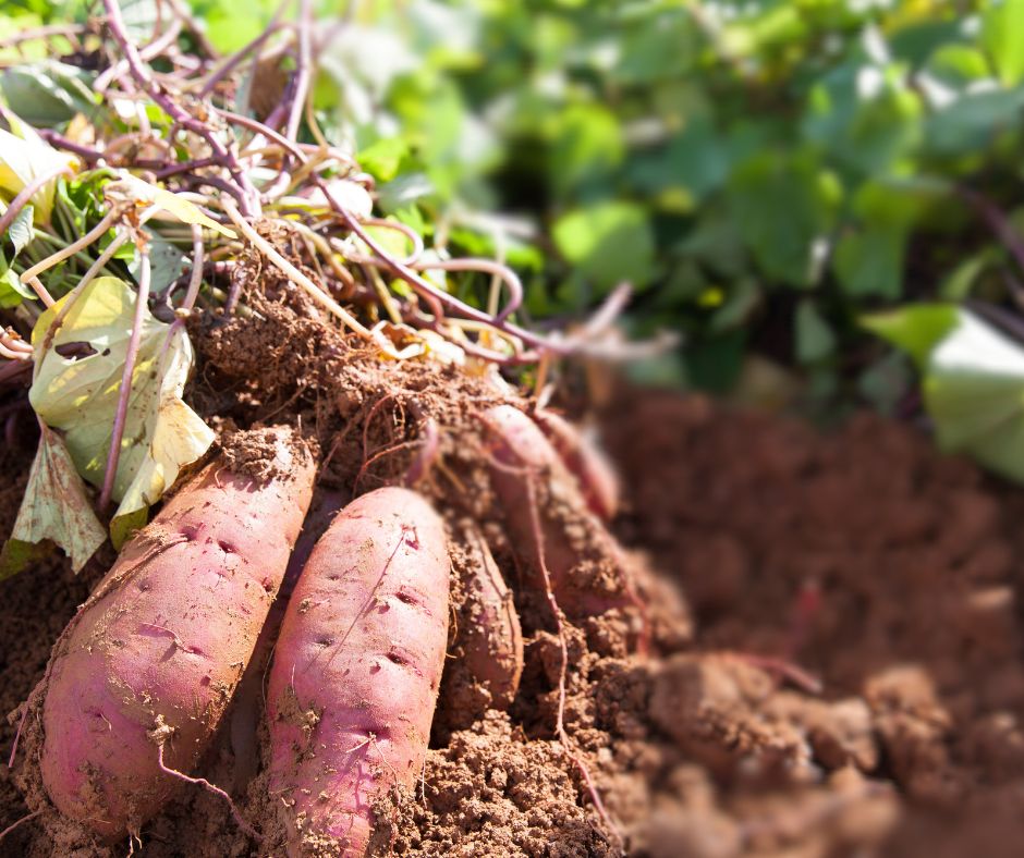 Agriculture Farm Websites