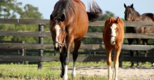 Equine Marketing - Custom web design and marketing for equine trainers, breeders, western performance, and racing operations. We already speak your language.